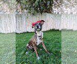 Small #1 Mutt