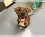 Small American Pit Bull Terrier