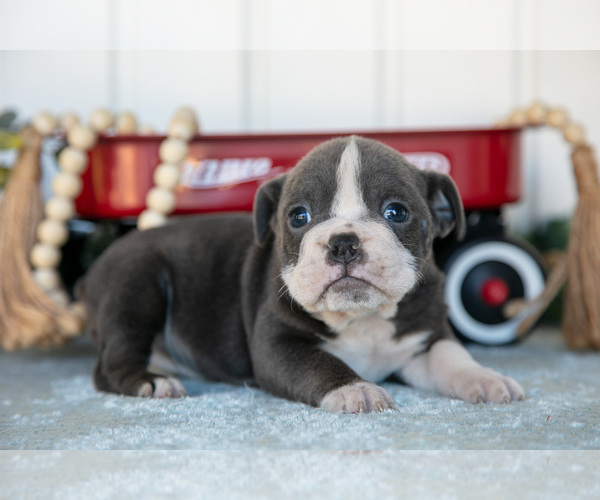 Medium Photo #2 Victorian Bulldog Puppy For Sale in MILLERSBURG, IN, USA