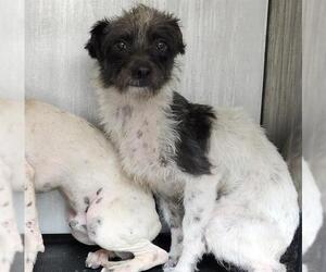 Mutt Dogs for adoption in San Antonio, TX, USA