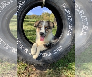 Australian Shepherd Puppy for sale in HILLSBORO, WI, USA