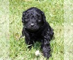 Small Photo #13 Saint Berdoodle Puppy For Sale in CLAYTON, WA, USA