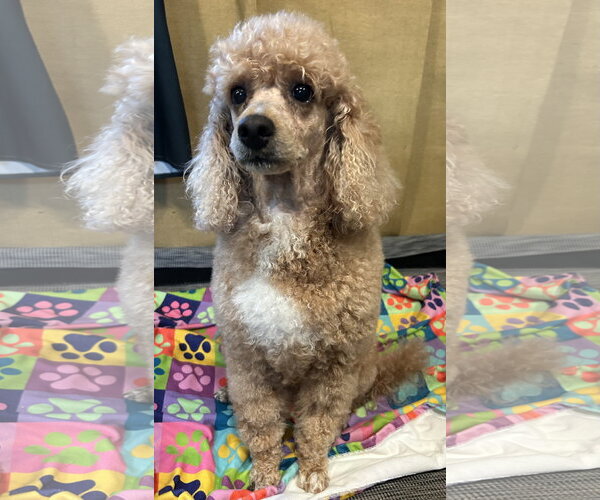 Medium Photo #2 Poodle (Miniature) Puppy For Sale in Pacolet, SC, USA