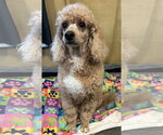 Small #1 Poodle (Miniature)