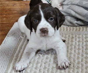 Brittany-English Springer Spaniel Mix Puppy for sale in WHITEHALL, WI, USA