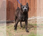 Small #1 American Pit Bull Terrier-Australian Shepherd Mix