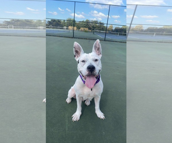 Medium Photo #4 American Pit Bull Terrier-Unknown Mix Puppy For Sale in Derwood, MD, USA