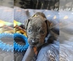 Small #11 Cane Corso