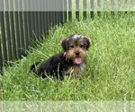 Puppy Pooter F1B Morkie