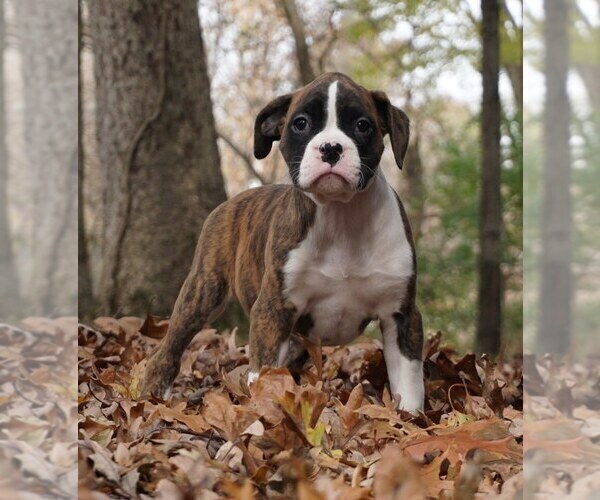 Medium Photo #1 Boxer Puppy For Sale in WARSAW, IN, USA