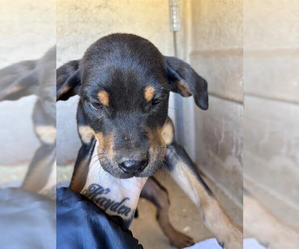 Medium Photo #1 Mutt Puppy For Sale in Oklahoma City, OK, USA