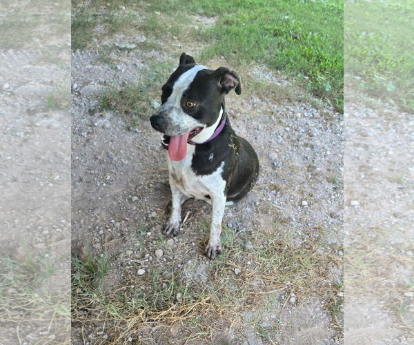 Medium Photo #5 American Pit Bull Terrier-Unknown Mix Puppy For Sale in Oakhurst, NJ, USA