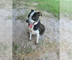 Small #4 American Pit Bull Terrier Mix