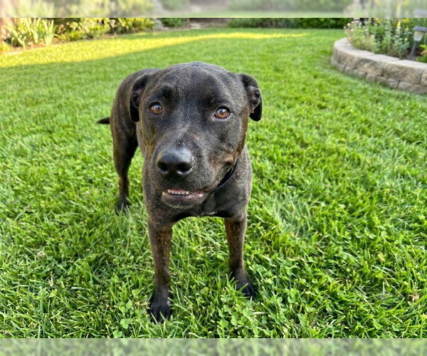 Medium Photo #2 Labrador Retriever-Unknown Mix Puppy For Sale in Martinez, CA, USA