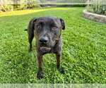 Small #1 Labrador Retriever Mix