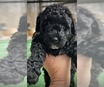 Small #6 Poodle (Miniature)