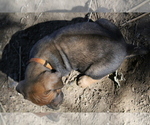 Small Photo #3 Rhodesian Ridgeback Puppy For Sale in ROCHESTER, WA, USA