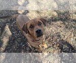 Small Photo #2 Coonhound-Unknown Mix Puppy For Sale in Overland Park, KS, USA