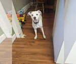 Small #5 Mountain Cur Mix