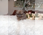 Small Photo #4 Pomeranian Puppy For Sale in BEVERLY HILLS, CA, USA