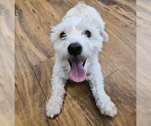 Medium Photo #2 Mutt Puppy For Sale in Pleasanton, CA, USA