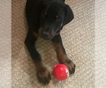 Small #4 Doberman Pinscher