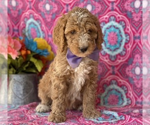 Goldendoodle Puppy for sale in LANCASTER, PA, USA