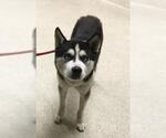 Small Siberian Husky