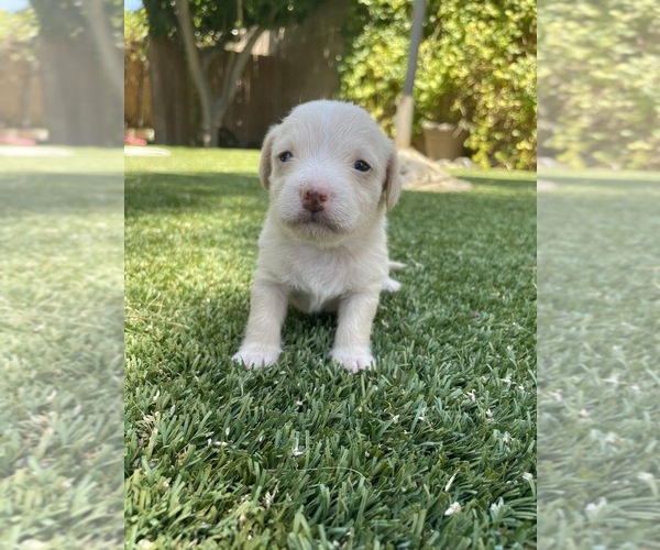 Medium Photo #1 Malchi Puppy For Sale in LA QUINTA, CA, USA