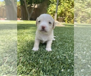 Malchi Puppy for sale in LA QUINTA, CA, USA