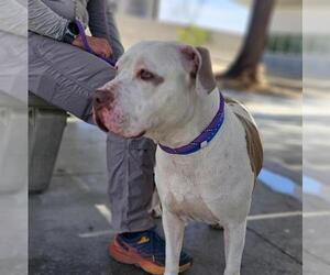 Mutt Dogs for adoption in Las Vegas, NV, USA