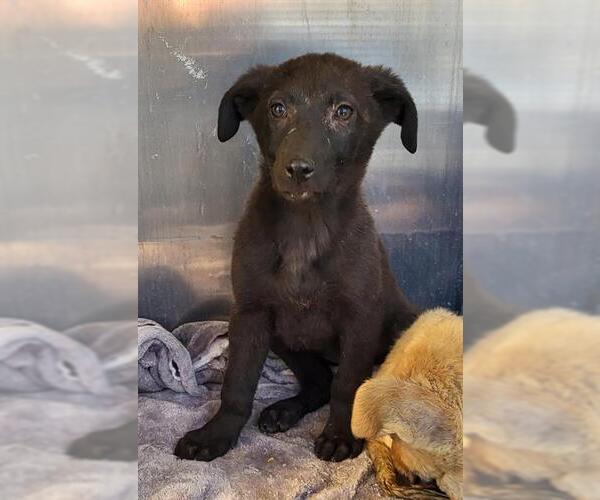 Medium Photo #1 Mutt Puppy For Sale in San Antonio, TX, USA