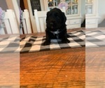 Small #8 F2 Aussiedoodle