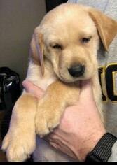 Labrador Retriever Puppy for sale in DES MOINES, IA, USA