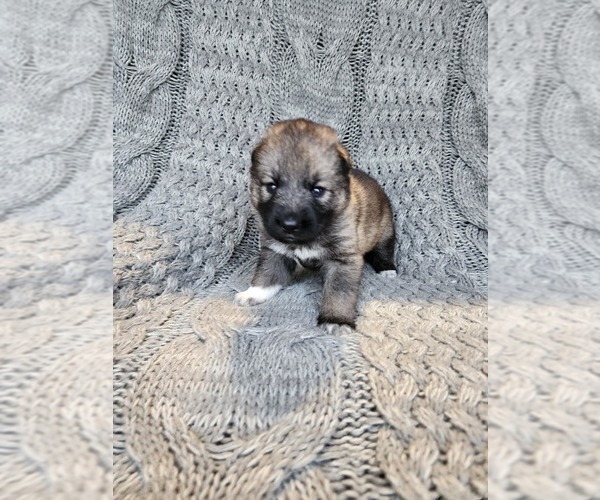 Medium Photo #2 German Shepherd Dog-Siberian Husky Mix Puppy For Sale in PRATTSBURGH, NY, USA
