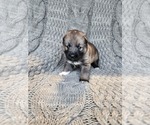 Small Photo #2 German Shepherd Dog-Siberian Husky Mix Puppy For Sale in PRATTSBURGH, NY, USA