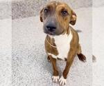 Small #2 Mutt