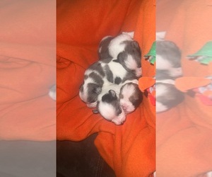 Schnauzer (Miniature) Litter for sale in EVERTON, AR, USA