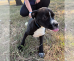 Small #7 Labrador Retriever Mix