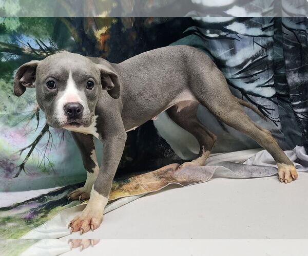 Medium Photo #1 Bulldog-Unknown Mix Puppy For Sale in Wetumpka, AL, USA