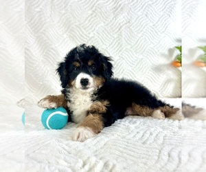 Miniature Bernedoodle Puppy for sale in GREENFIELD, IN, USA