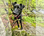 Small #16 German Shepherd Dog Mix