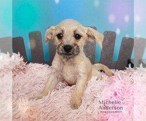 Mutt Dogs for adoption in Corona, CA, USA
