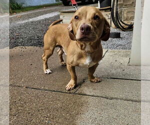 Basset Hound-Labrador Retriever Mix Dogs for adoption in Springdale, PA, USA