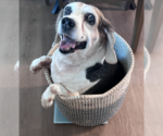 Small #4 Beagle