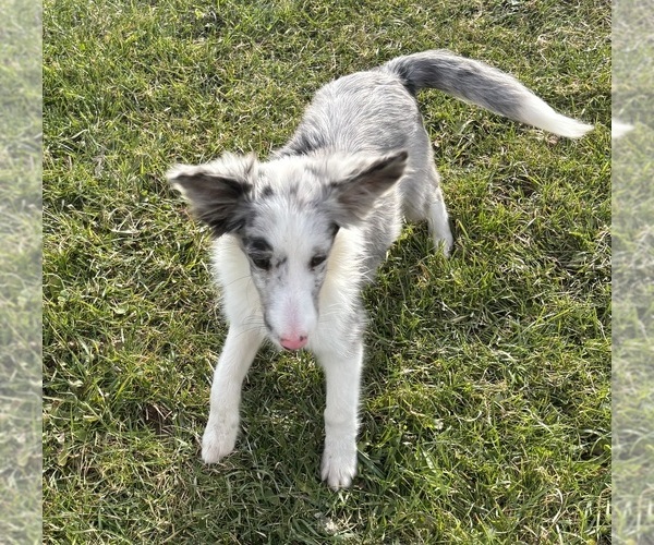Medium Photo #4 Shetland Sheepdog Puppy For Sale in KEWAUNEE, WI, USA