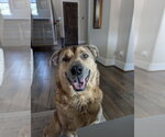 Small #4 Black Mouth Cur-German Shepherd Dog Mix
