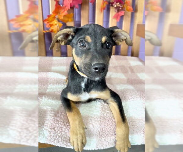 Medium Photo #3 Feist Terrier-Unknown Mix Puppy For Sale in Genesee, WI, USA