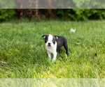 Small #26 Boston Terrier