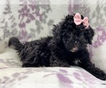 Small Photo #5 Schnoodle (Miniature) Puppy For Sale in LAKELAND, FL, USA